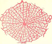 An illustration from The microscopist : a manual of microscopy and compendium of the microscopic science : micro-minerology, micro-chemistry, biology, histology, and pathological histology (1877)