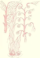 An illustration from The microscopist : a manual of microscopy and compendium of the microscopic science : micro-minerology, micro-chemistry, biology, histology, and pathological histology (1877)