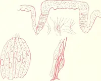 An illustration from The microscopist : a manual of microscopy and compendium of the microscopic science : micro-minerology, micro-chemistry, biology, histology, and pathological histology (1877)