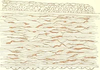An illustration from The microscopist : a manual of microscopy and compendium of the microscopic science : micro-minerology, micro-chemistry, biology, histology, and pathological histology (1877)