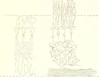 An illustration from The microscopist : a manual of microscopy and compendium of the microscopic science : micro-minerology, micro-chemistry, biology, histology, and pathological histology (1877)