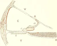 An illustration from The microscopist : a manual of microscopy and compendium of the microscopic science : micro-minerology, micro-chemistry, biology, histology, and pathological histology (1877)