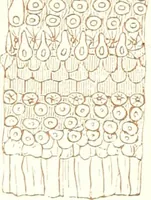 An illustration from The microscopist : a manual of microscopy and compendium of the microscopic science : micro-minerology, micro-chemistry, biology, histology, and pathological histology (1877)