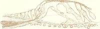 An illustration from The microscopist : a manual of microscopy and compendium of the microscopic science : micro-minerology, micro-chemistry, biology, histology, and pathological histology (1877)