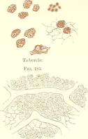 An illustration from The microscopist : a manual of microscopy and compendium of the microscopic science : micro-minerology, micro-chemistry, biology, histology, and pathological histology (1877)