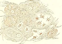 An illustration from The microscopist : a manual of microscopy and compendium of the microscopic science : micro-minerology, micro-chemistry, biology, histology, and pathological histology (1877)