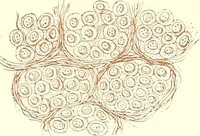 An illustration from The microscopist : a manual of microscopy and compendium of the microscopic science : micro-minerology, micro-chemistry, biology, histology, and pathological histology (1877)