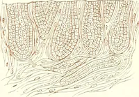An illustration from The microscopist : a manual of microscopy and compendium of the microscopic science : micro-minerology, micro-chemistry, biology, histology, and pathological histology (1877)