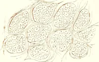 An illustration from The microscopist : a manual of microscopy and compendium of the microscopic science : micro-minerology, micro-chemistry, biology, histology, and pathological histology (1877)
