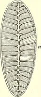 An illustration from The microscopist : a manual of microscopy and compendium of the microscopic science : micro-minerology, micro-chemistry, biology, histology, and pathological histology (1877)