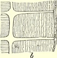 An illustration from The microscopist : a manual of microscopy and compendium of the microscopic science : micro-minerology, micro-chemistry, biology, histology, and pathological histology (1877)