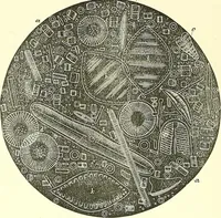 An illustration from The microscopist : a manual of microscopy and compendium of the microscopic science : micro-minerology, micro-chemistry, biology, histology, and pathological histology (1877)