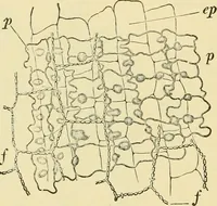 An illustration from The microscopy of vegetable foods, with special reference to the detection of adulteration and the diagnosis of mixtures (1916)