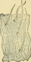 An illustration from The microscopy of vegetable foods, with special reference to the detection of adulteration and the diagnosis of mixtures (1916)