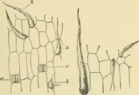 An illustration from The microscopy of vegetable foods, with special reference to the detection of adulteration and the diagnosis of mixtures (1916)