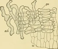 An illustration from The microscopy of vegetable foods, with special reference to the detection of adulteration and the diagnosis of mixtures (1916)