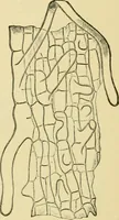 An illustration from The microscopy of vegetable foods, with special reference to the detection of adulteration and the diagnosis of mixtures (1916)