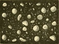 An illustration from The microscopy of vegetable foods, with special reference to the detection of adulteration and the diagnosis of mixtures (1916)