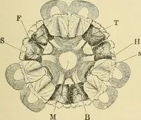 An illustration from The microscopy of vegetable foods, with special reference to the detection of adulteration and the diagnosis of mixtures (1916)