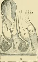 An illustration from The microscopy of vegetable foods, with special reference to the detection of adulteration and the diagnosis of mixtures (1916)