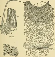 An illustration from The microscopy of vegetable foods, with special reference to the detection of adulteration and the diagnosis of mixtures (1916)