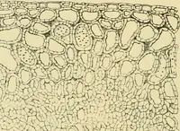 An illustration from The microscopy of vegetable foods, with special reference to the detection of adulteration and the diagnosis of mixtures (1916)