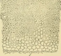 An illustration from The microscopy of vegetable foods, with special reference to the detection of adulteration and the diagnosis of mixtures (1916)