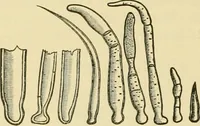 An illustration from The microscopy of vegetable foods, with special reference to the detection of adulteration and the diagnosis of mixtures (1916)