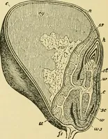 An illustration from The microscopy of vegetable foods, with special reference to the detection of adulteration and the diagnosis of mixtures (1916)