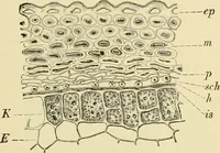 An illustration from The microscopy of vegetable foods, with special reference to the detection of adulteration and the diagnosis of mixtures (1916)