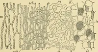 An illustration from The microscopy of vegetable foods, with special reference to the detection of adulteration and the diagnosis of mixtures (1916)