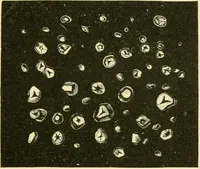 An illustration from The microscopy of vegetable foods, with special reference to the detection of adulteration and the diagnosis of mixtures (1916)