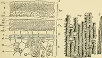 An illustration from The microscopy of vegetable foods, with special reference to the detection of adulteration and the diagnosis of mixtures (1916)