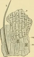 An illustration from The microscopy of vegetable foods, with special reference to the detection of adulteration and the diagnosis of mixtures (1916)