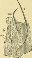 An illustration from The microscopy of vegetable foods, with special reference to the detection of adulteration and the diagnosis of mixtures (1916)