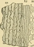 An illustration from The microscopy of vegetable foods, with special reference to the detection of adulteration and the diagnosis of mixtures (1916)