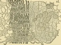 An illustration from The microscopy of vegetable foods, with special reference to the detection of adulteration and the diagnosis of mixtures (1916)