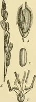 An illustration from The microscopy of vegetable foods, with special reference to the detection of adulteration and the diagnosis of mixtures (1916)