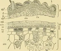 An illustration from The microscopy of vegetable foods, with special reference to the detection of adulteration and the diagnosis of mixtures (1916)