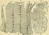 An illustration from The microscopy of vegetable foods, with special reference to the detection of adulteration and the diagnosis of mixtures (1916)