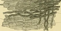 An illustration from The microscopy of vegetable foods, with special reference to the detection of adulteration and the diagnosis of mixtures (1916)