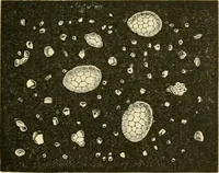 An illustration from The microscopy of vegetable foods, with special reference to the detection of adulteration and the diagnosis of mixtures (1916)