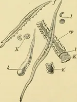 An illustration from The microscopy of vegetable foods, with special reference to the detection of adulteration and the diagnosis of mixtures (1916)