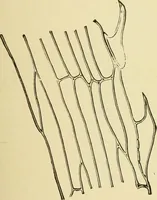 An illustration from The microscopy of vegetable foods, with special reference to the detection of adulteration and the diagnosis of mixtures (1916)