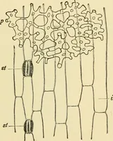 An illustration from The microscopy of vegetable foods, with special reference to the detection of adulteration and the diagnosis of mixtures (1916)
