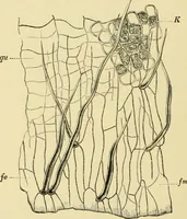 An illustration from The microscopy of vegetable foods, with special reference to the detection of adulteration and the diagnosis of mixtures (1916)