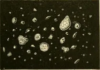 An illustration from The microscopy of vegetable foods, with special reference to the detection of adulteration and the diagnosis of mixtures (1916)