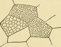 An illustration from The microscopy of vegetable foods, with special reference to the detection of adulteration and the diagnosis of mixtures (1916)