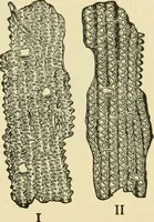 An illustration from The microscopy of vegetable foods, with special reference to the detection of adulteration and the diagnosis of mixtures (1916)