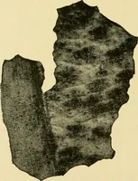 An illustration from The microscopy of vegetable foods, with special reference to the detection of adulteration and the diagnosis of mixtures (1916)